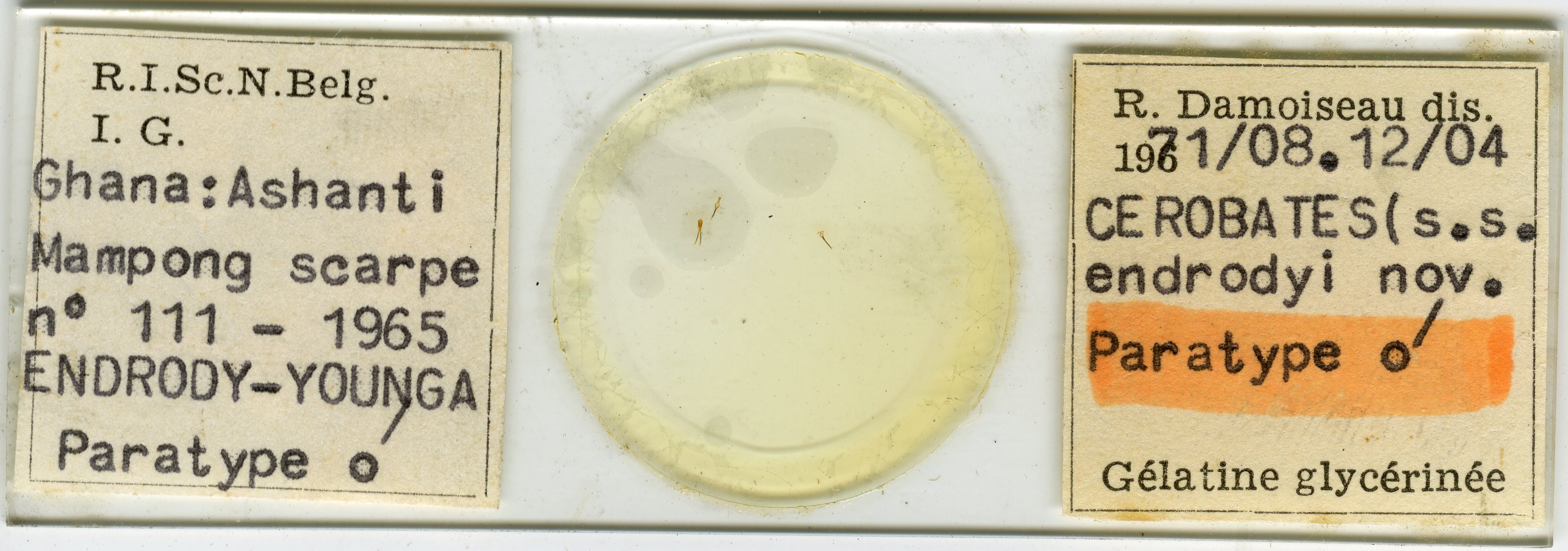 Cerobates (Cerobates) endrodyi pt Microscopic preparation.jpg