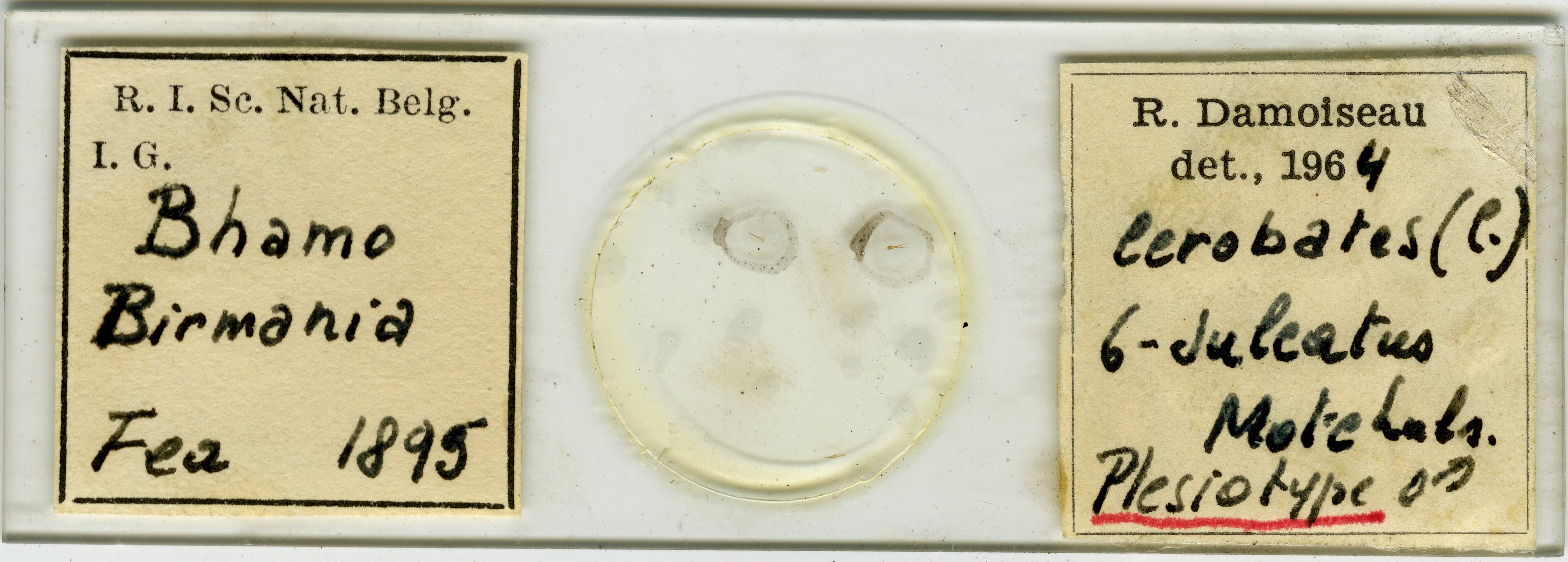 Cerobates (Cerobates) sexsulcatus plt Microscopic preparation.jpg