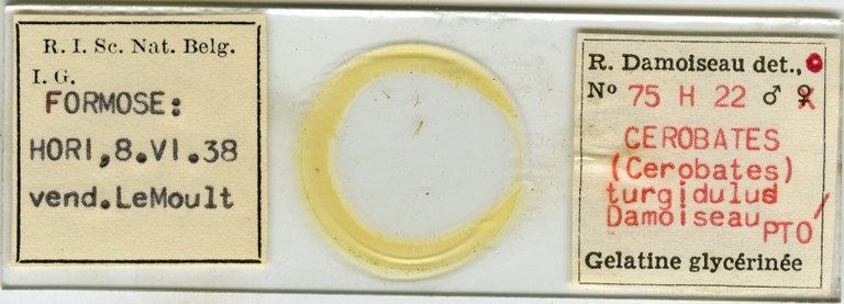 Cerobates (Cerobates) turgidulus pt Microscopic preparation.jpg