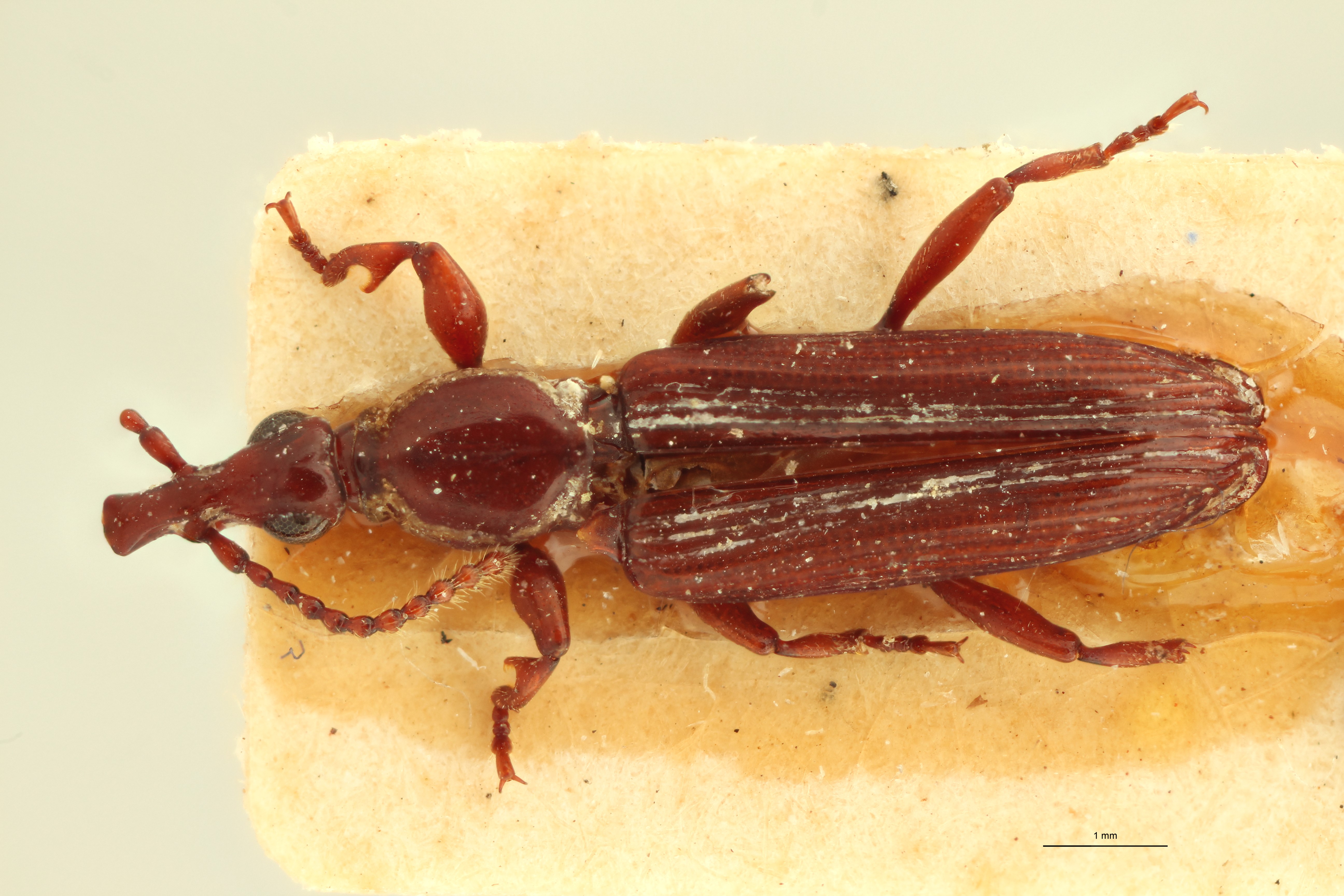 Cerobates (Cerobates) turgidulus pt D ZS PMax.jpg