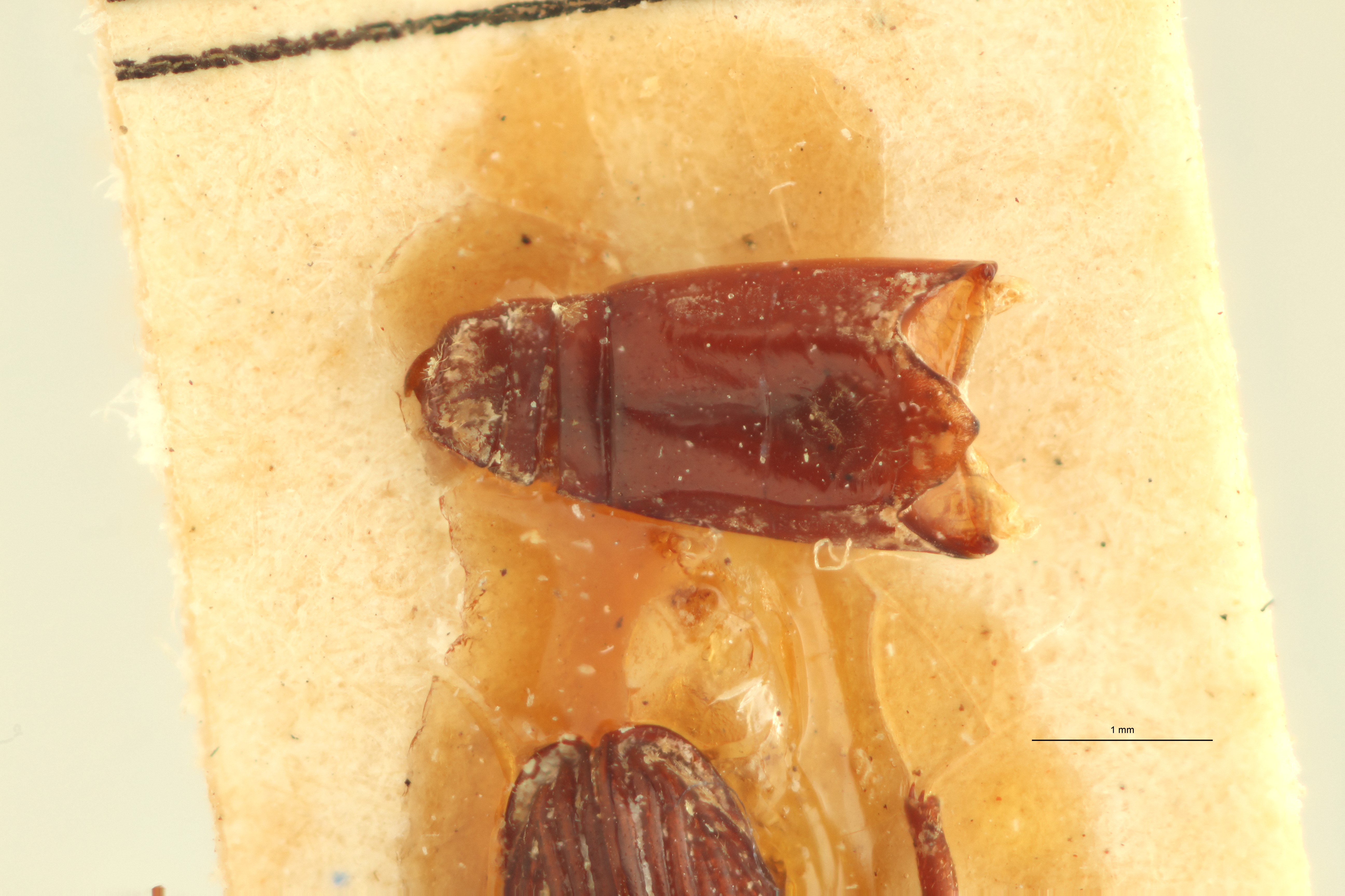 Cerobates (Cerobates) turgidulus pt Dge ZS PMax.jpg