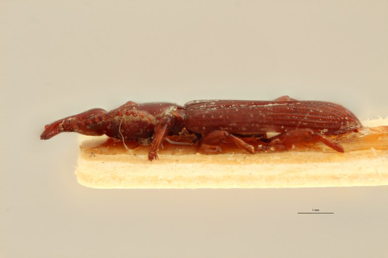 Cerobates (Cerobates) turgidulus pt L ZS PMax.jpg