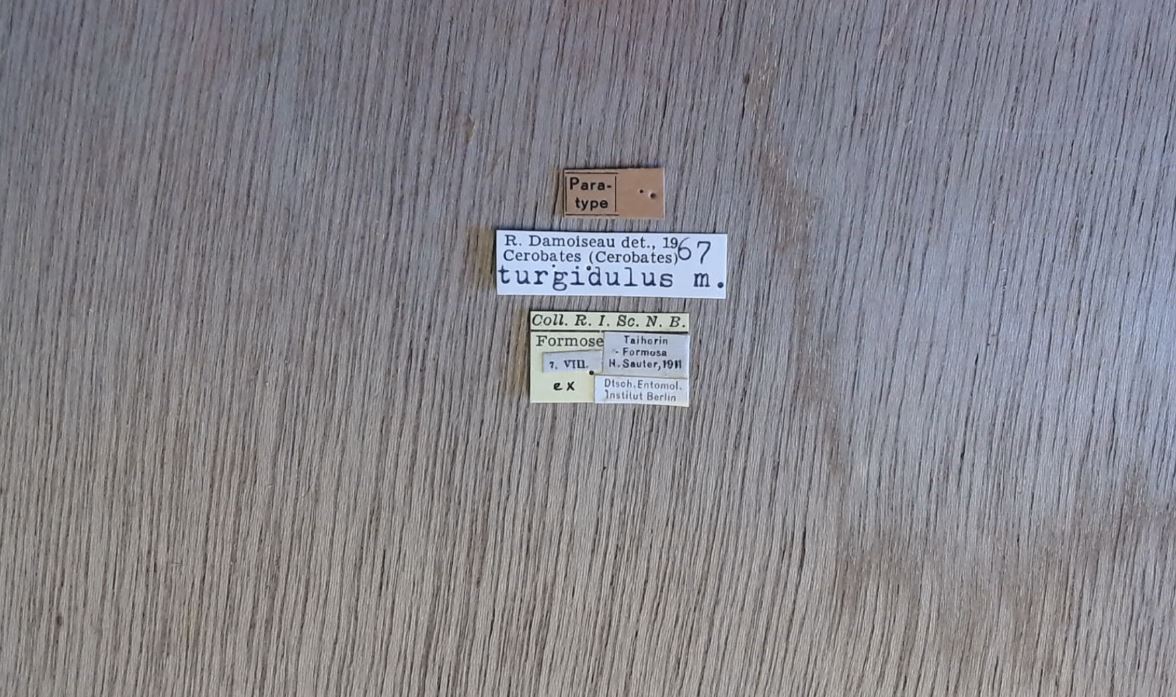 Cerobates (Cerobates) turgidulus pt Labels.jpg