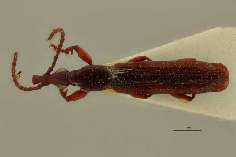 Cerobates (Jonthocerus) elegans pt D ZS PMax.jpg