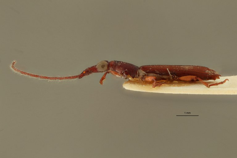 Cerobates (Jonthocerus) elegans pt L ZS PMax.jpg