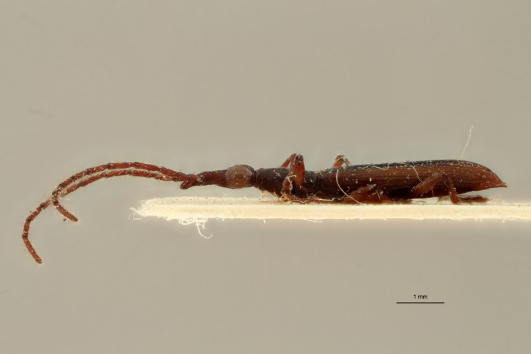 Cerobates (Jonthocerus) elegans pt L ZS PMax.jpg