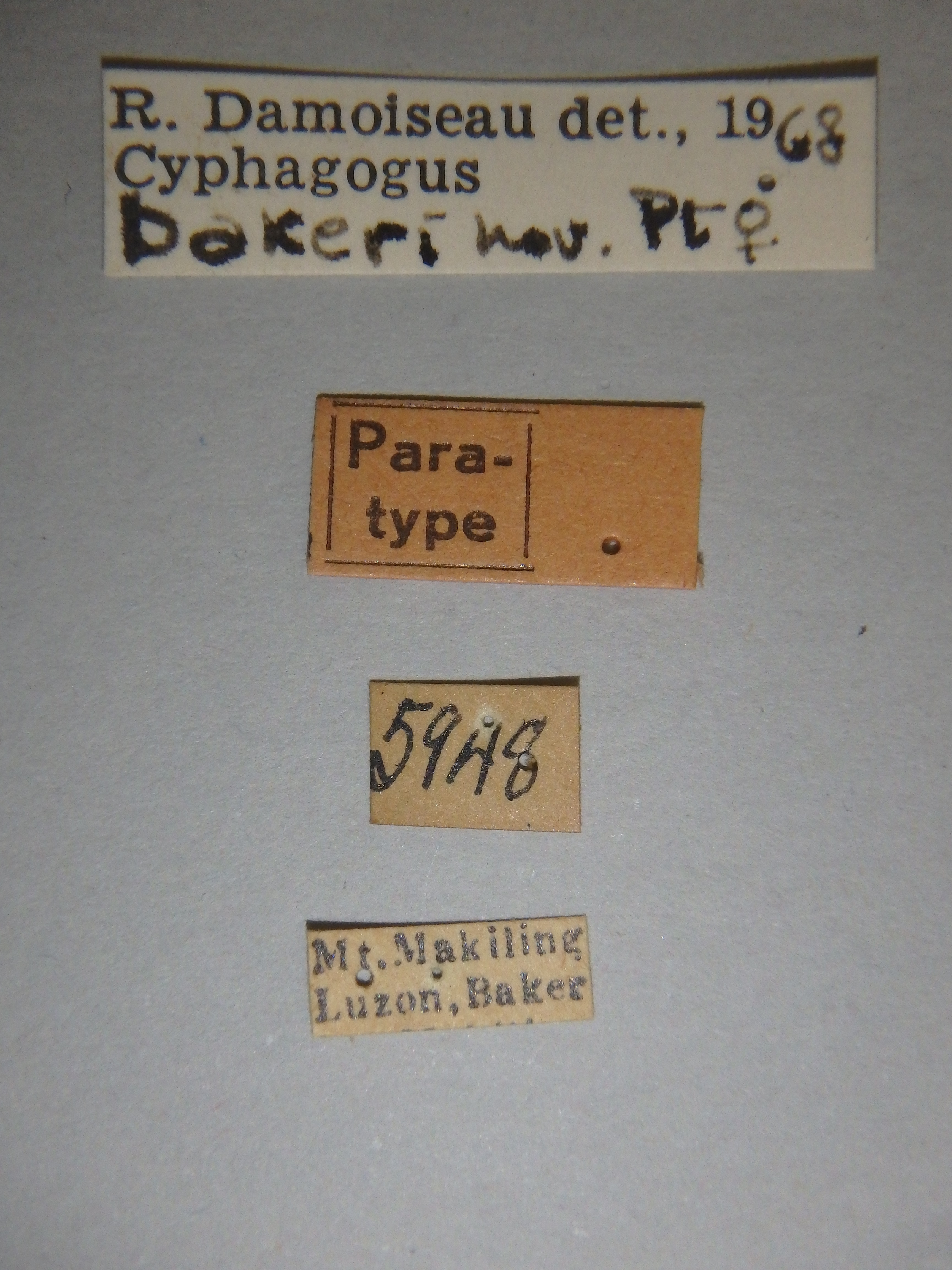 Cyphagogus bakeri pt Labels.jpg