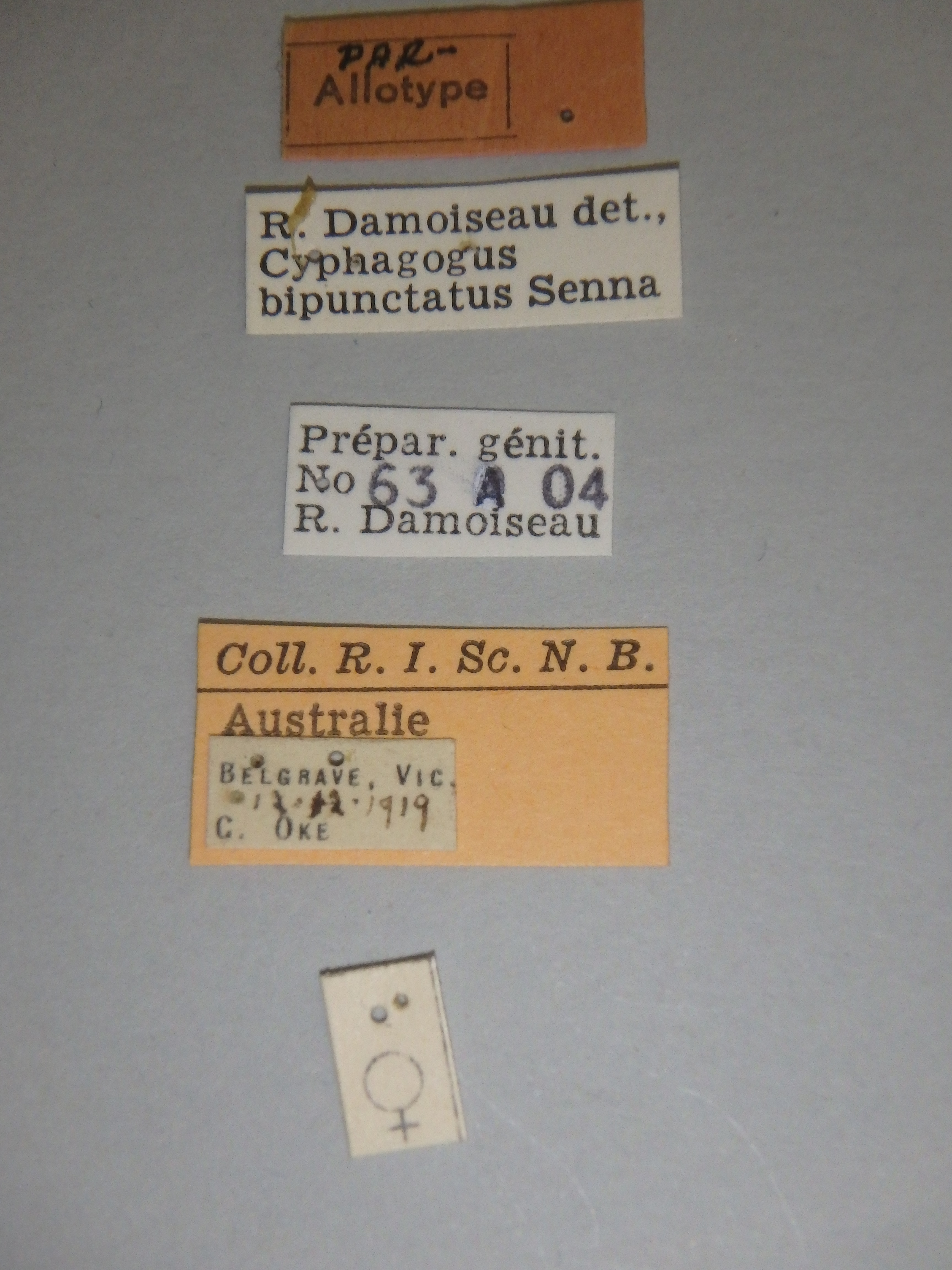 Cyphagogus bipunctatus pat Labels.jpg