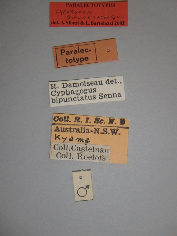 Cyphagogus bipunctatus plt Labels.jpg