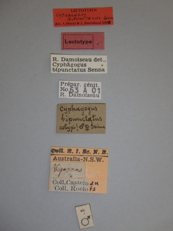 Cyphagogus bipunctatus lt Labels.jpg