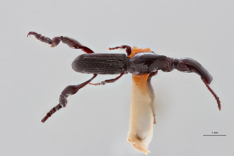 Cyphagogus dieckmanni pt D ZS PMax Scaled.jpeg