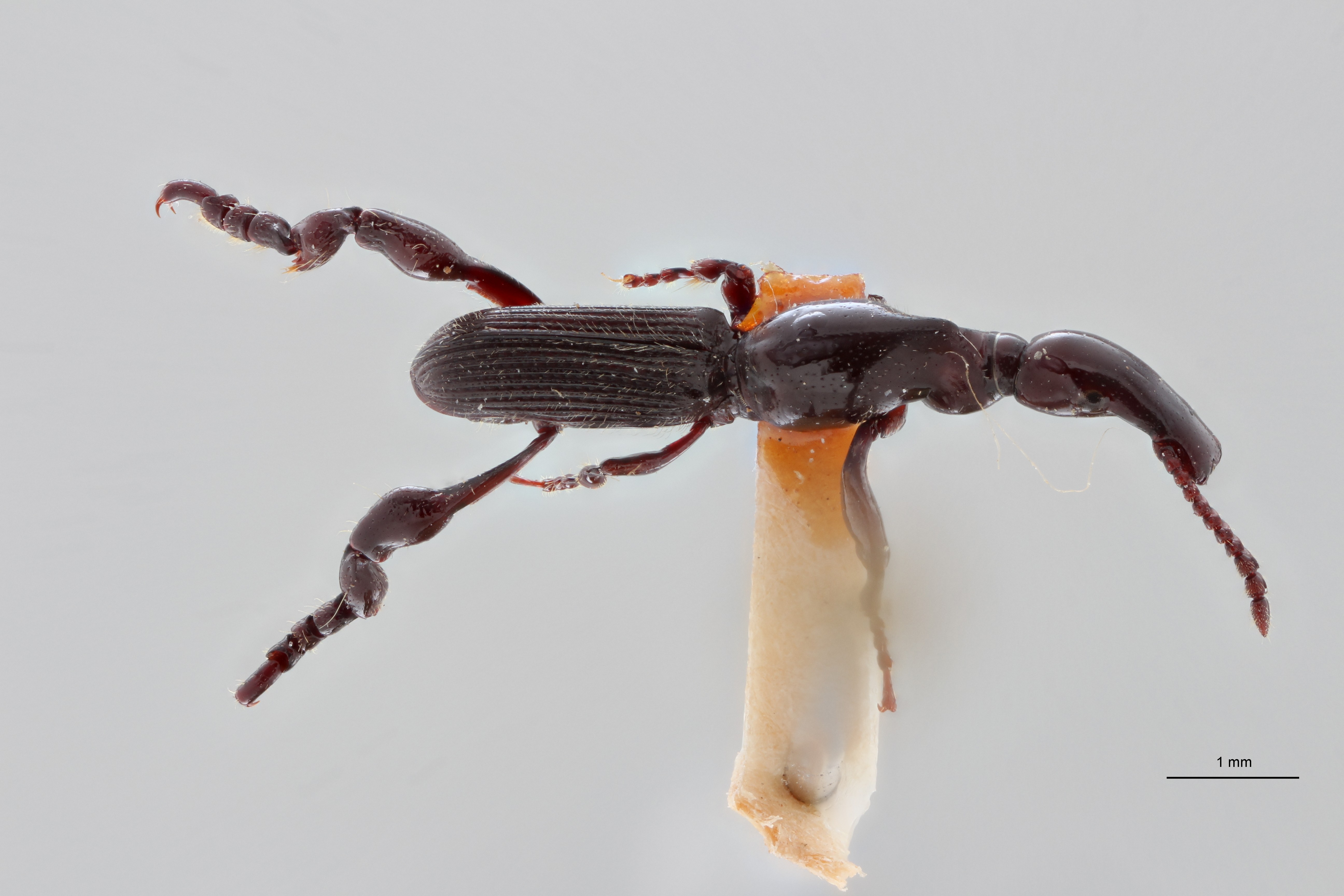 Cyphagogus dieckmanni pt D ZS PMax Scaled.jpeg