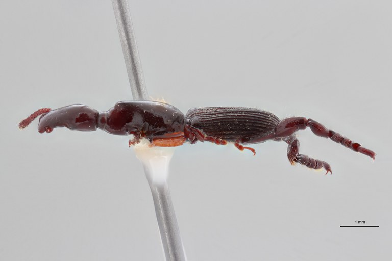 Cyphagogus dieckmanni pt L ZS PMax Scaled.jpeg