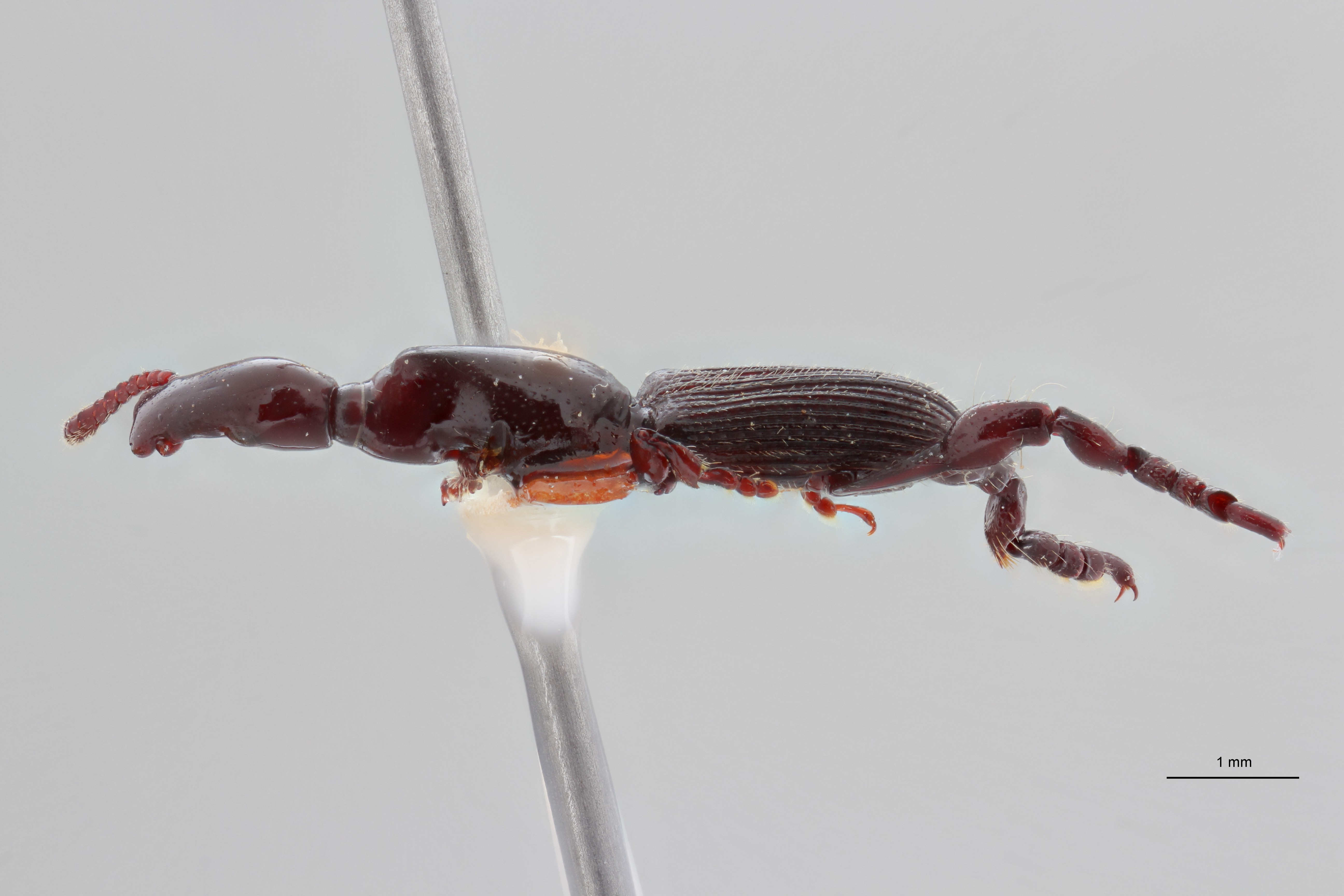 Cyphagogus dieckmanni pt L ZS PMax Scaled.jpeg