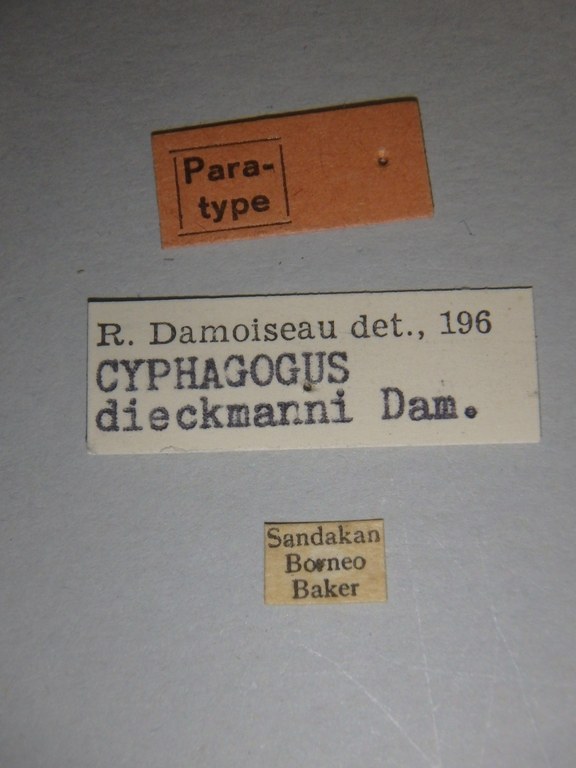 Cyphagogus dieckmanni pt Labels.jpg