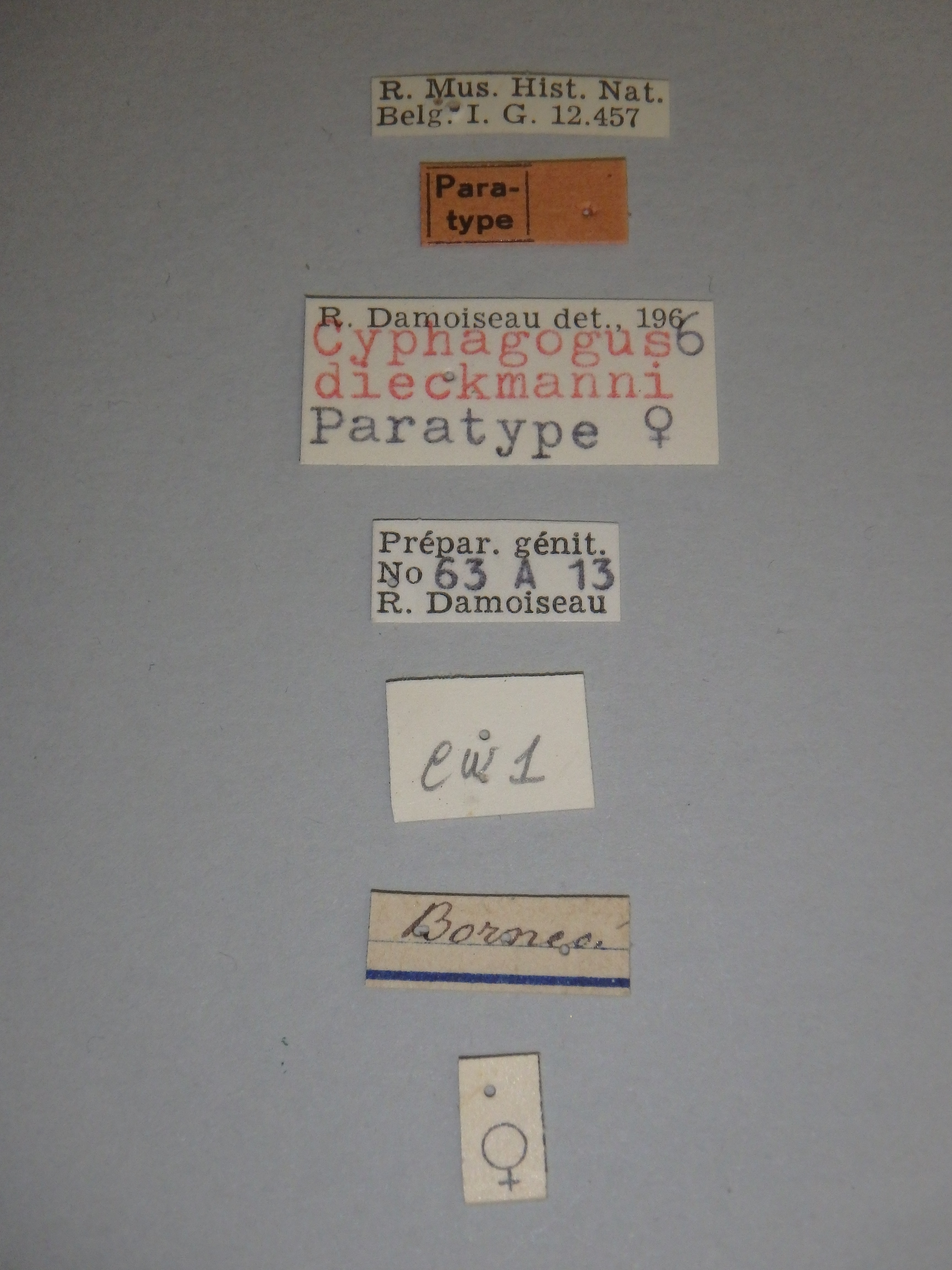 Cyphagogus dieckmanni pt Labels.jpg