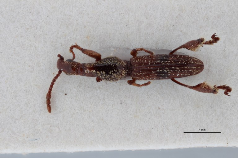 Cyphagogus hirsutus ht D ZS PMax Scaled.jpeg