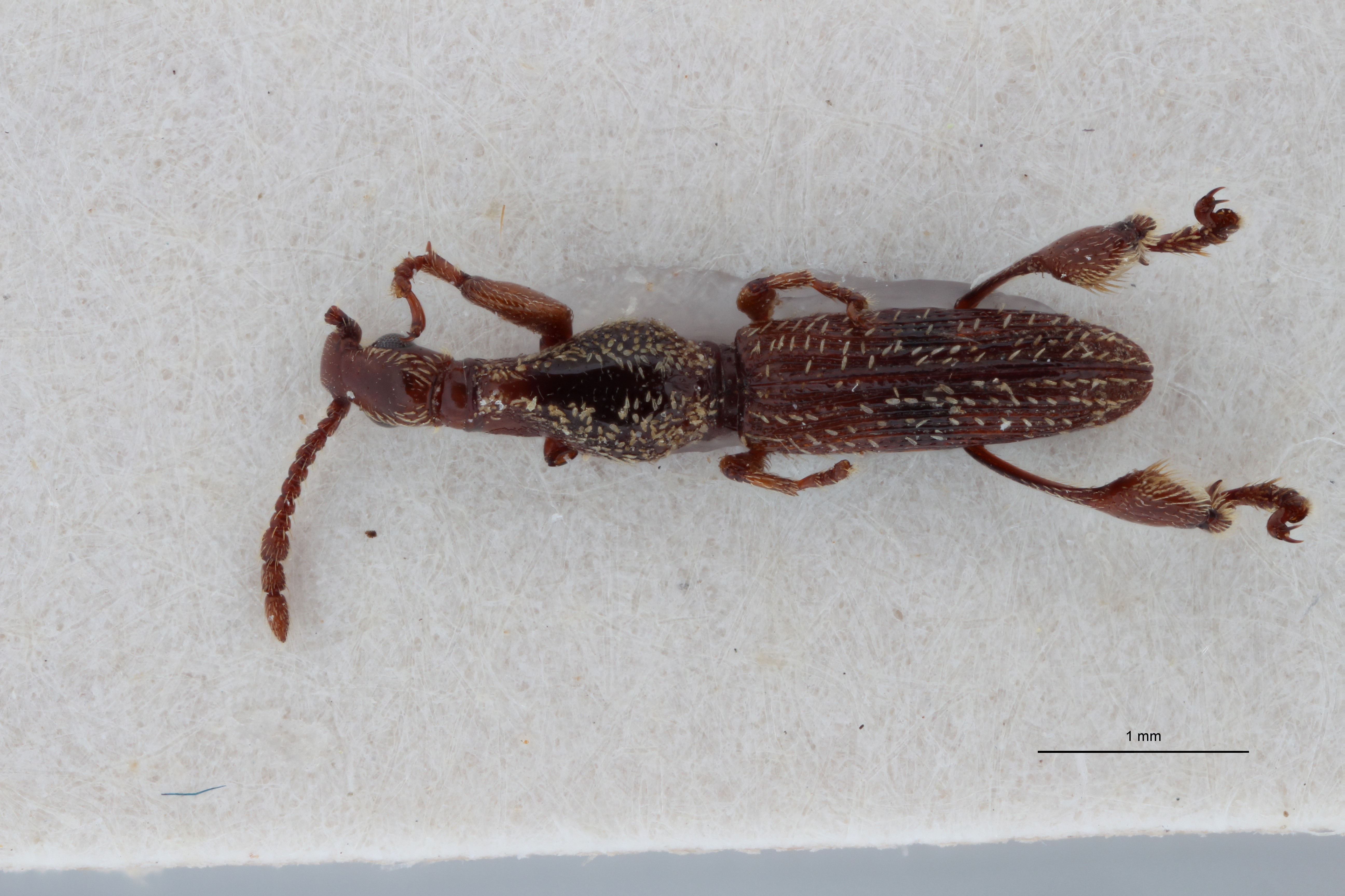 Cyphagogus hirsutus ht D ZS PMax Scaled.jpeg