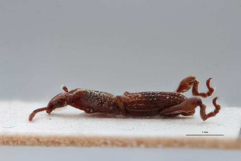 Cyphagogus hirsutus ht L ZS PMax Scaled.jpeg