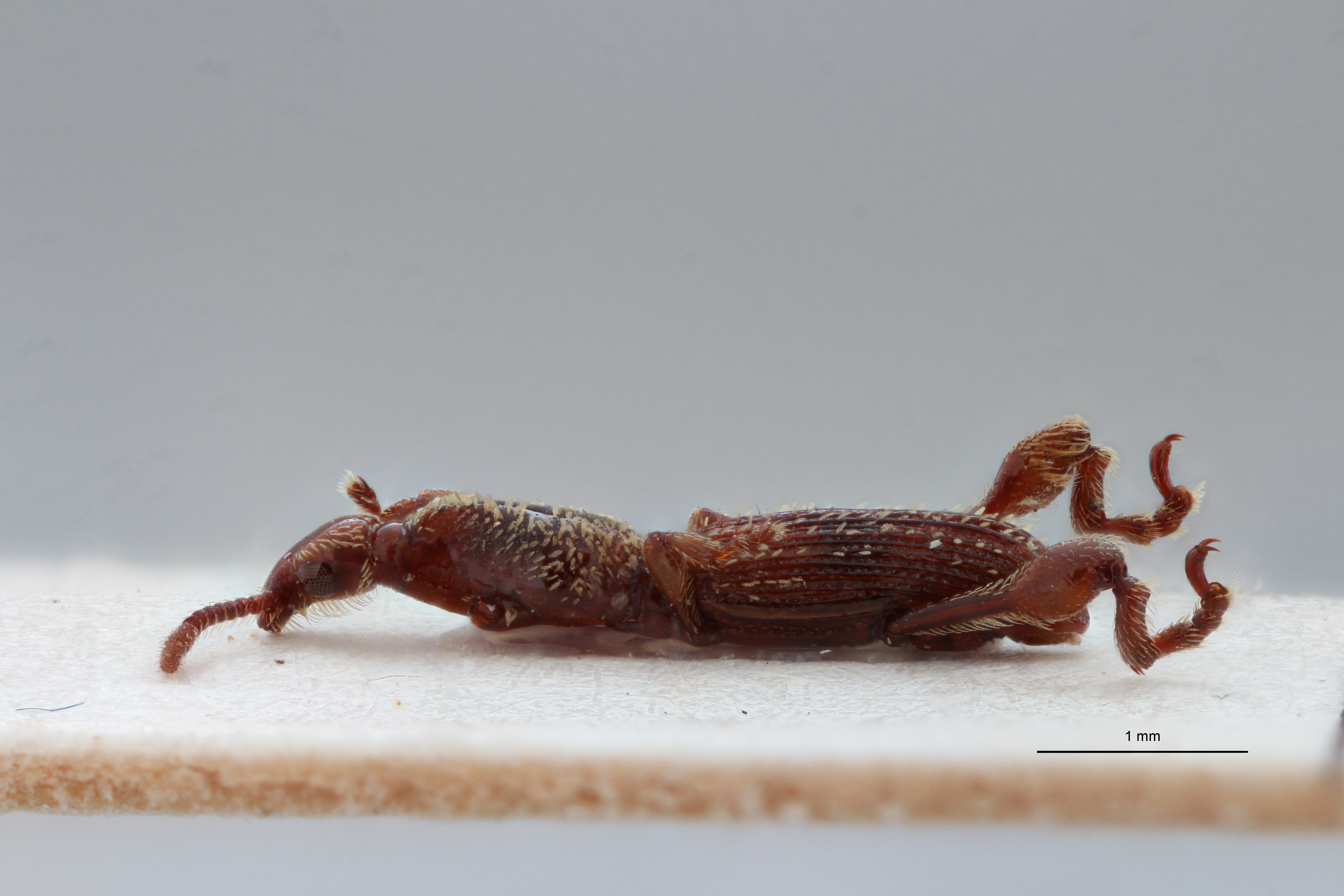 Cyphagogus hirsutus ht L ZS PMax Scaled.jpeg