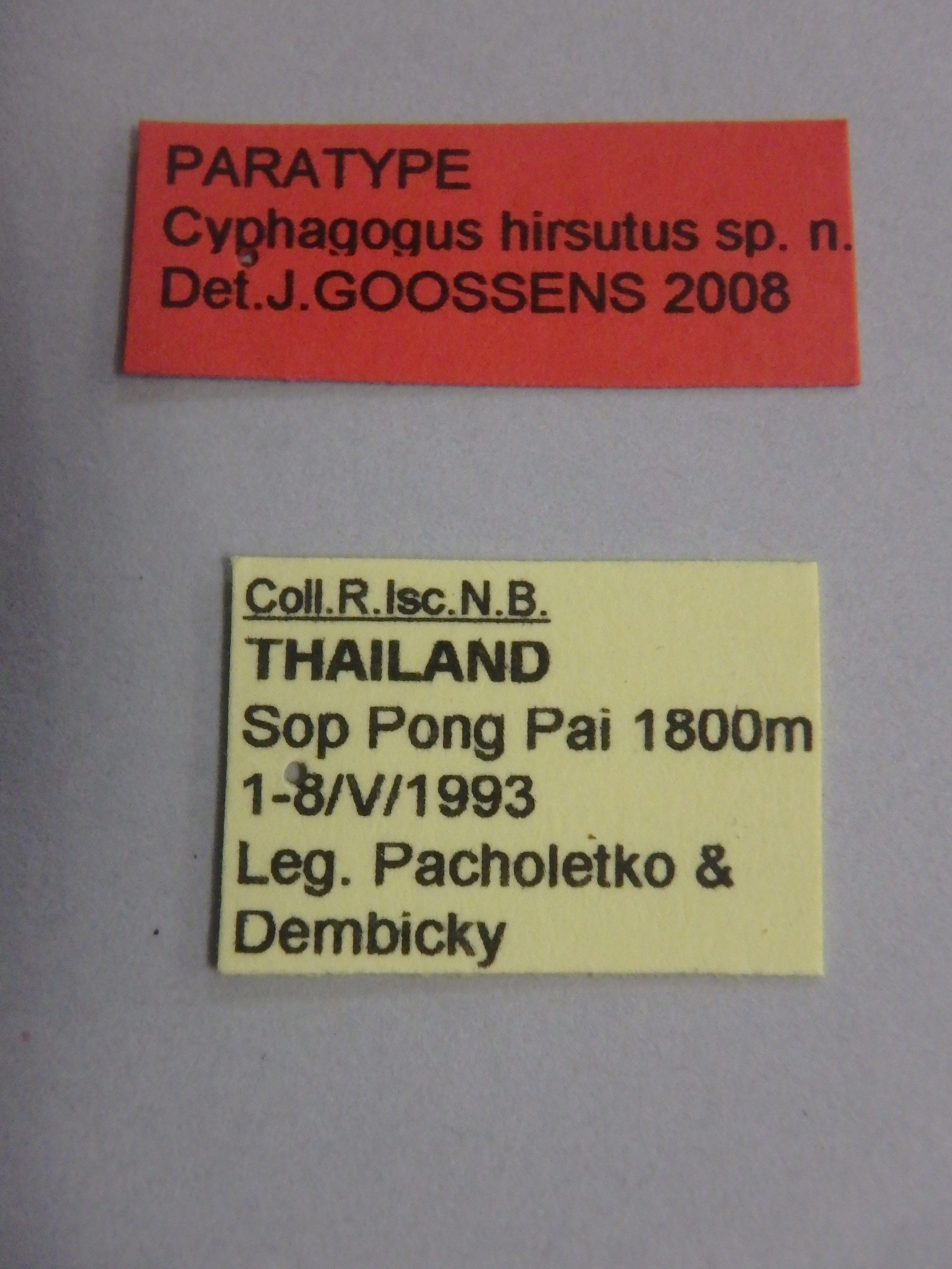 Cyphagogus hirsutus ht Labels.jpg