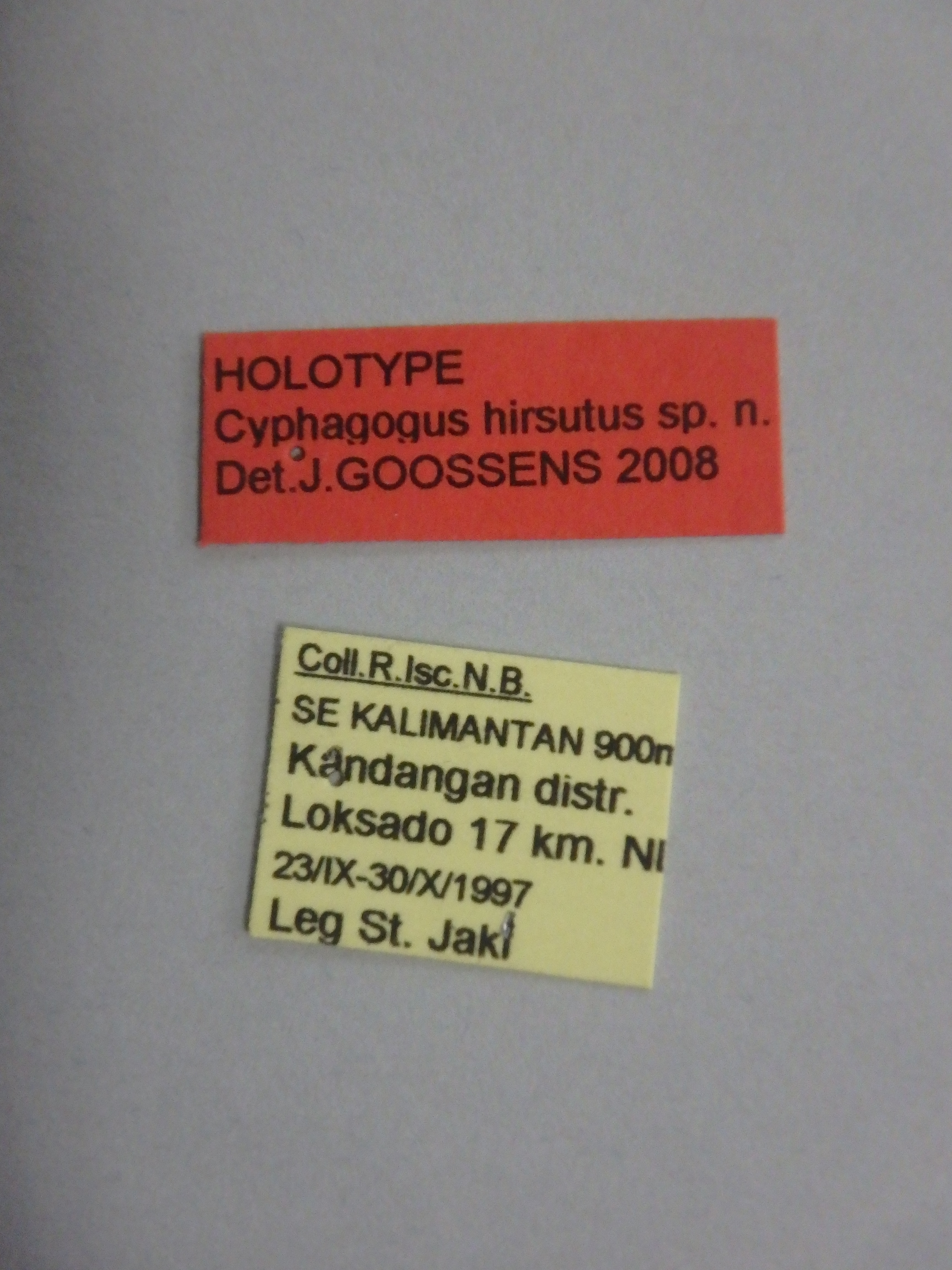 Cyphagogus hirsutus ht Labels.jpg