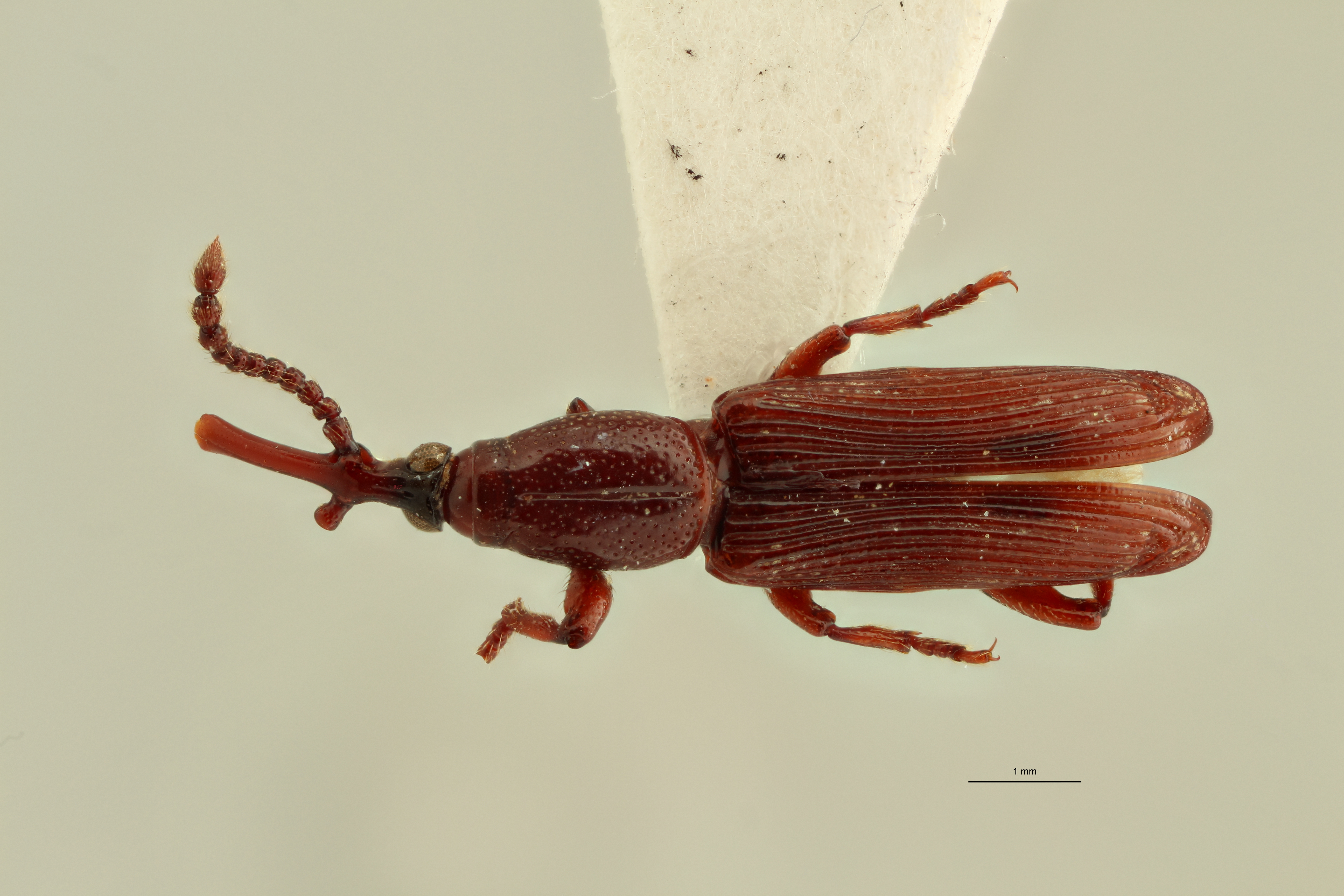 Neoceocephalus malgasicus t D ZS PMax.jpg