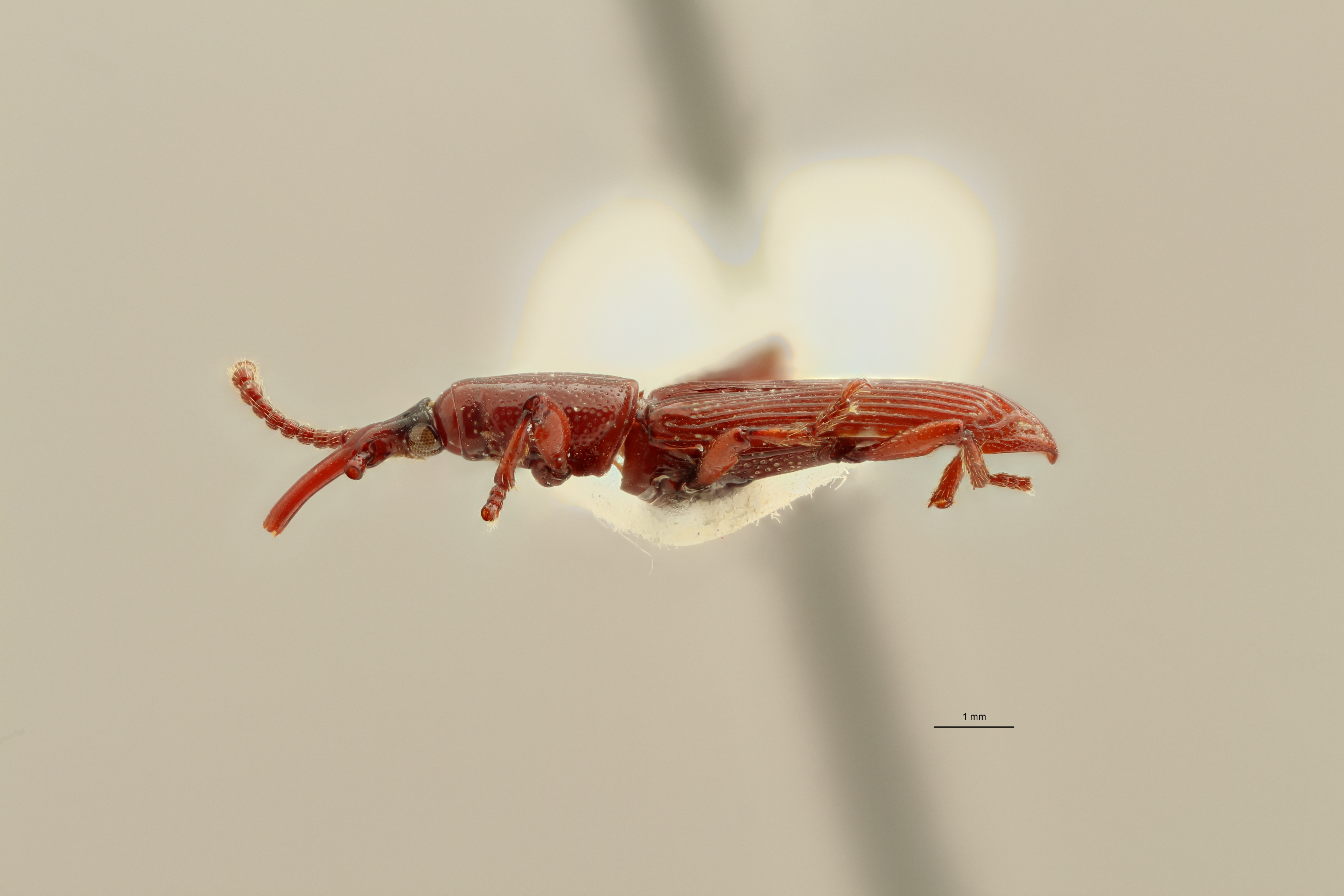 Neoceocephalus malgasicus t L ZS PMax.jpg