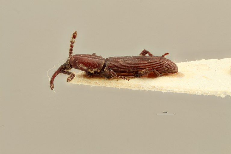 Neoceocephalus nasifer pt L ZS PMax.jpg