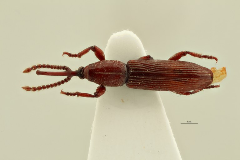 Neoceocephalus nasifer pt D ZS PMax.jpg