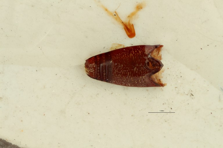 Neoceocephalus nasifer pt Dge ZS PMax.jpg