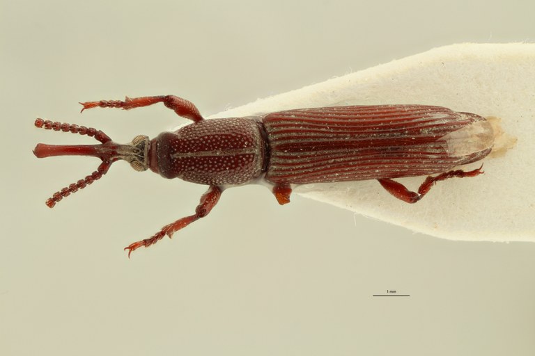 Neoceocephalus thoracicus t D ZS PMax.jpg