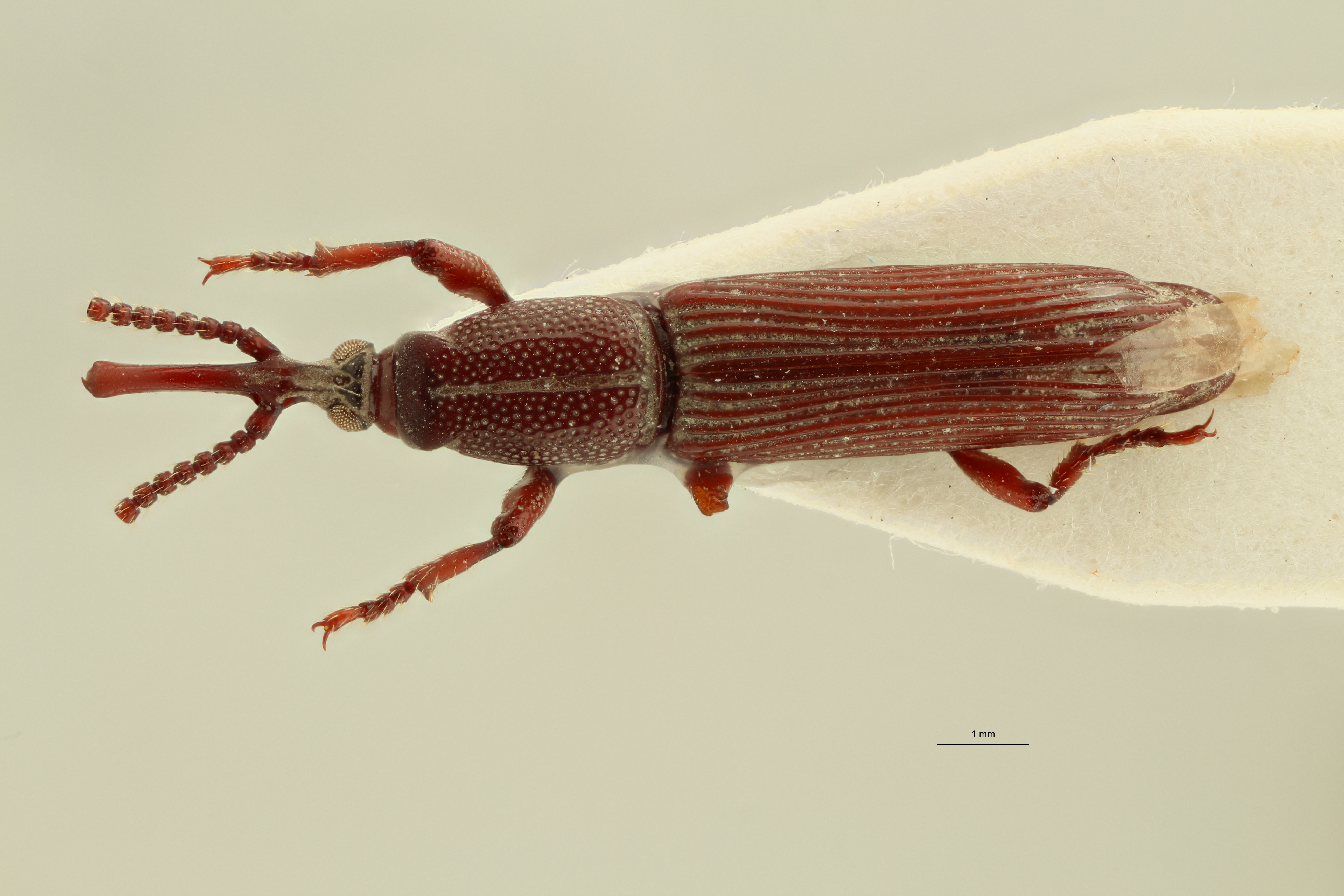Neoceocephalus thoracicus t D ZS PMax.jpg