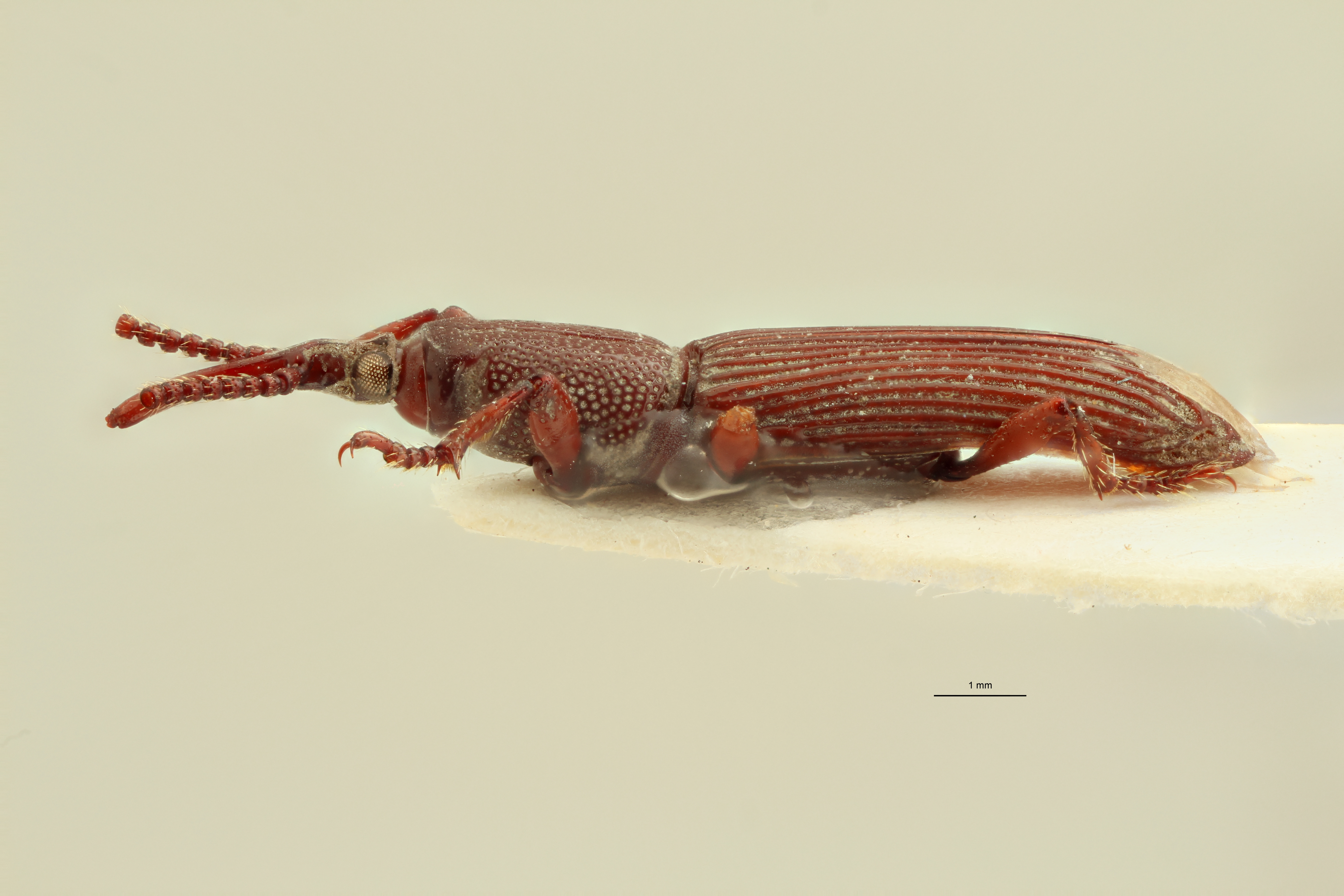 Neoceocephalus thoracicus t L ZS PMax.jpg