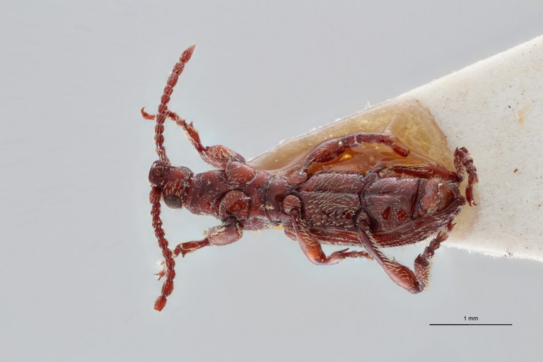 Paramicrosebus mucronatus pt D ZS PMax Scaled.jpeg