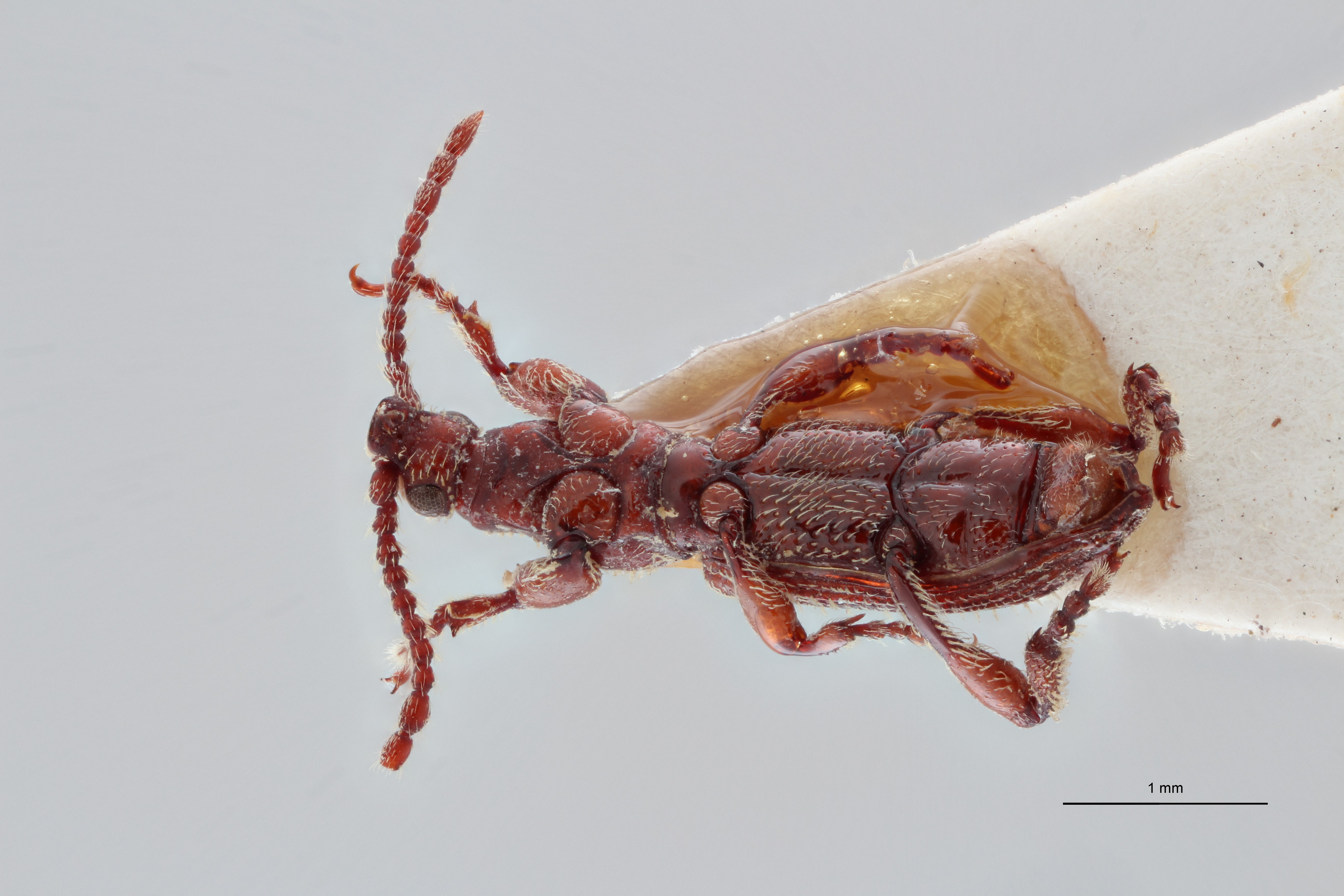 Paramicrosebus mucronatus pt D ZS PMax Scaled.jpeg