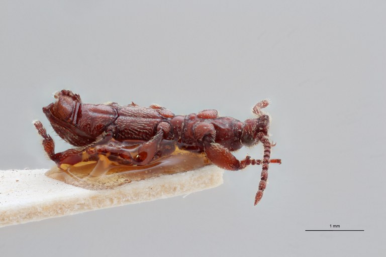 Paramicrosebus mucronatus pt L ZS PMax Scaled.jpeg