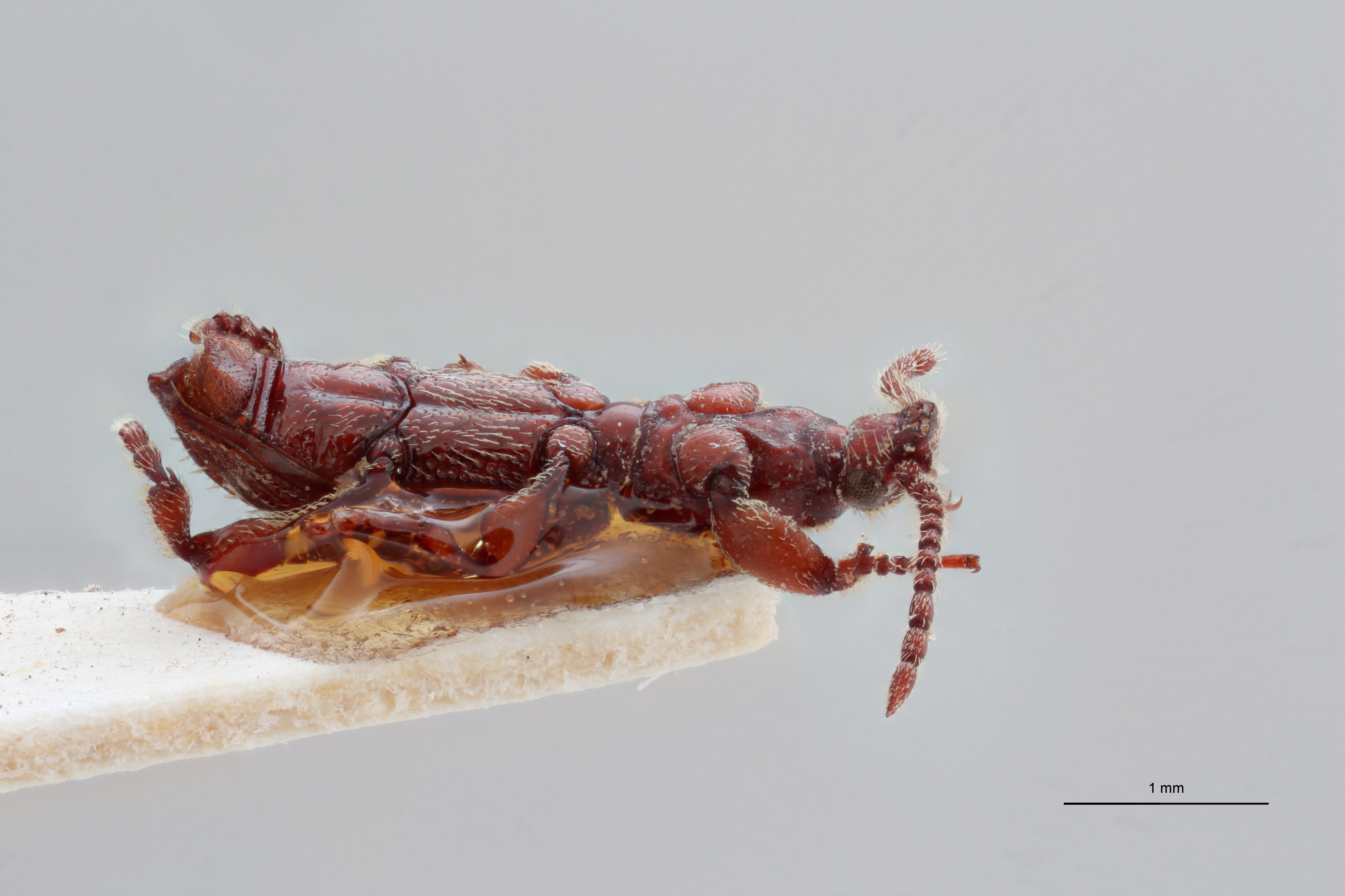 Paramicrosebus mucronatus pt L ZS PMax Scaled.jpeg