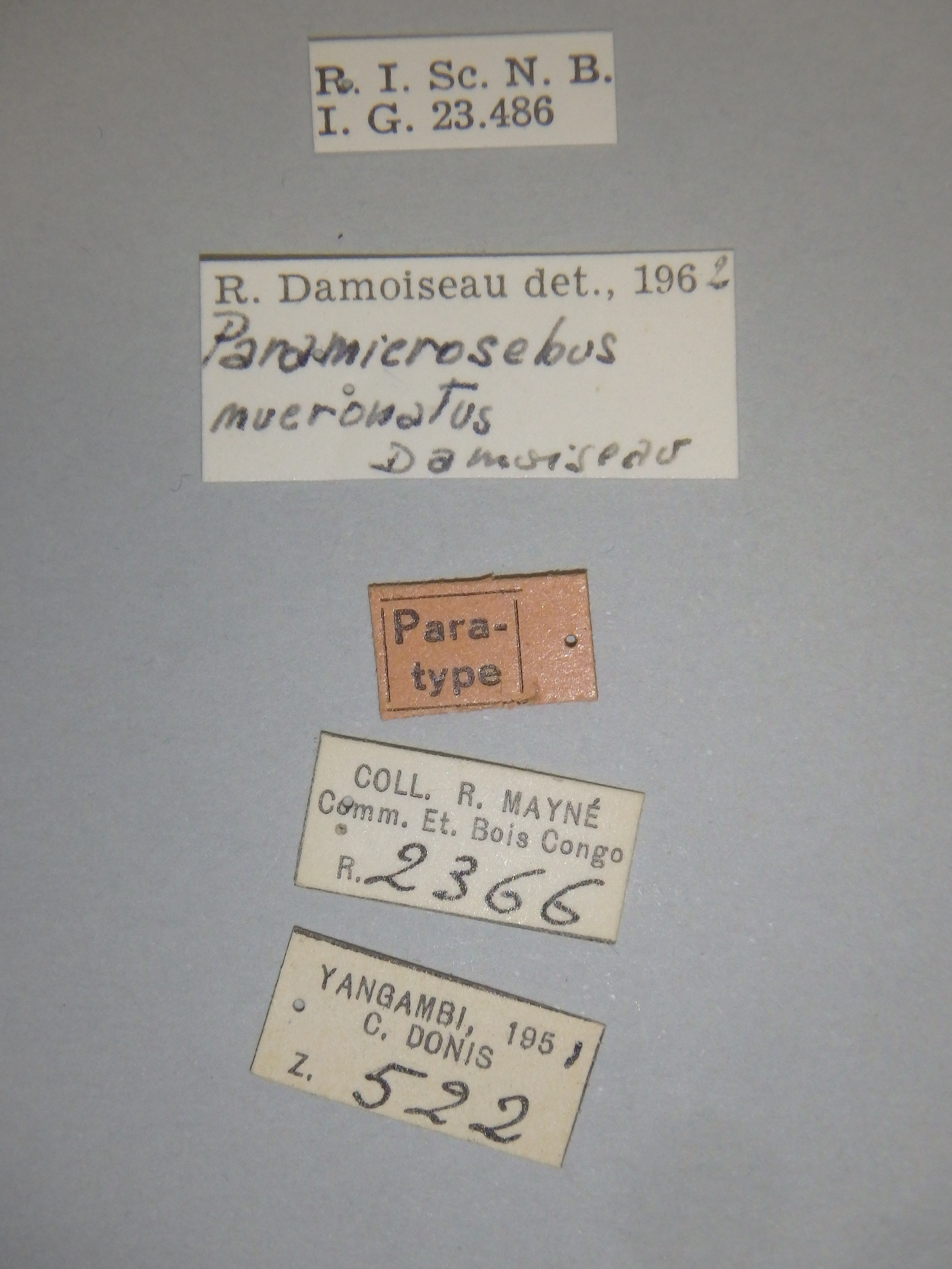 Paramicrosebus mucronatus pt Labels.jpg