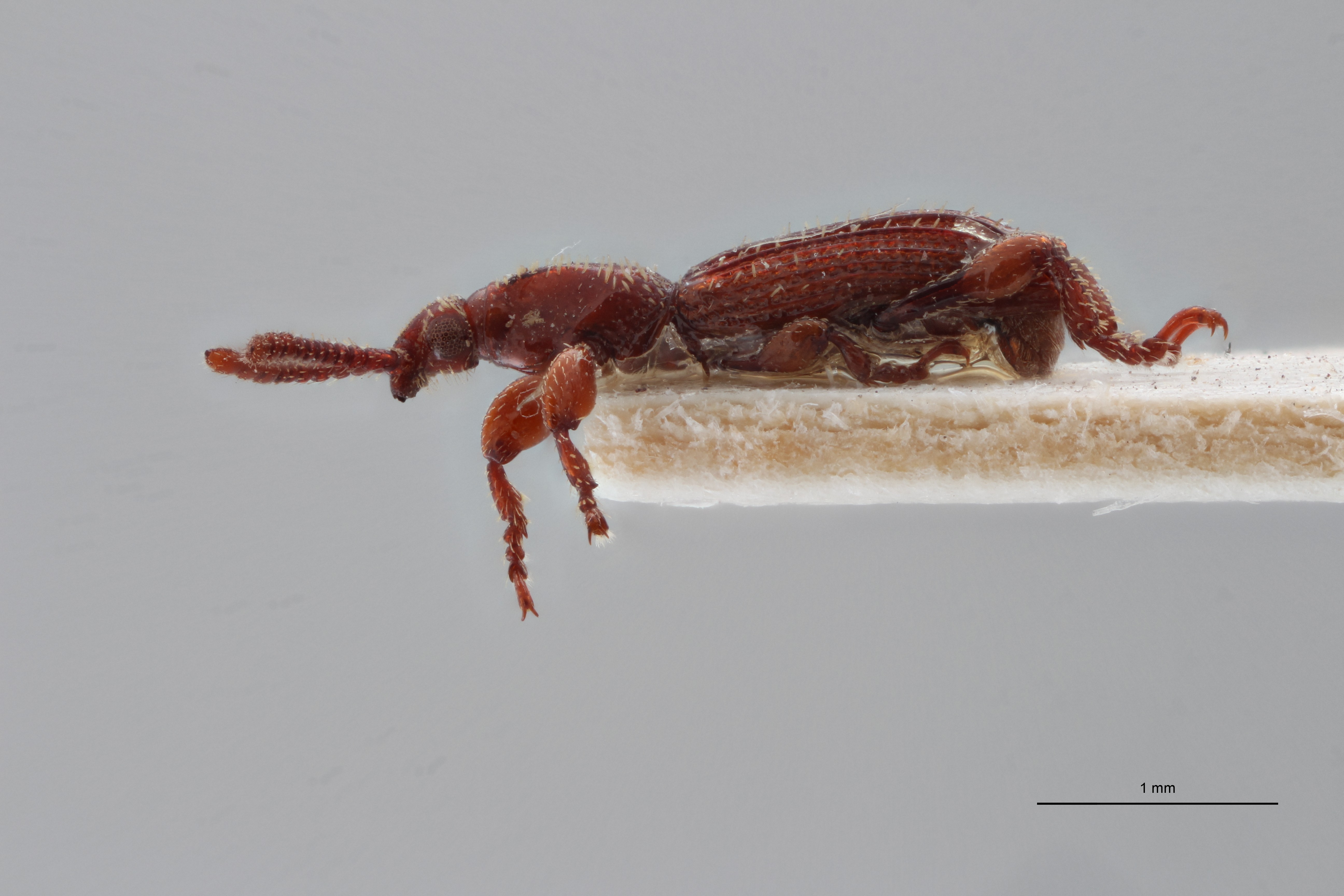 Paramicrosebus mucronatus pt L ZS PMax Scaled.jpeg