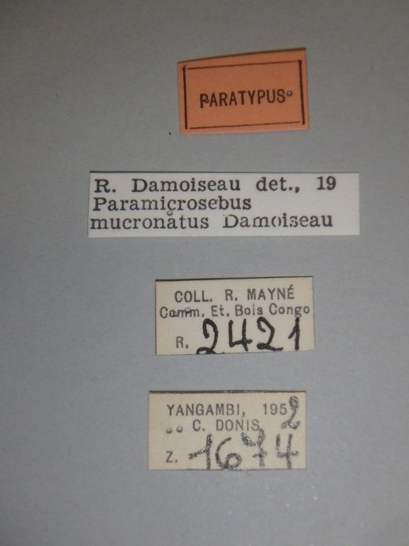 Paramicrosebus mucronatus pt Labels.jpg