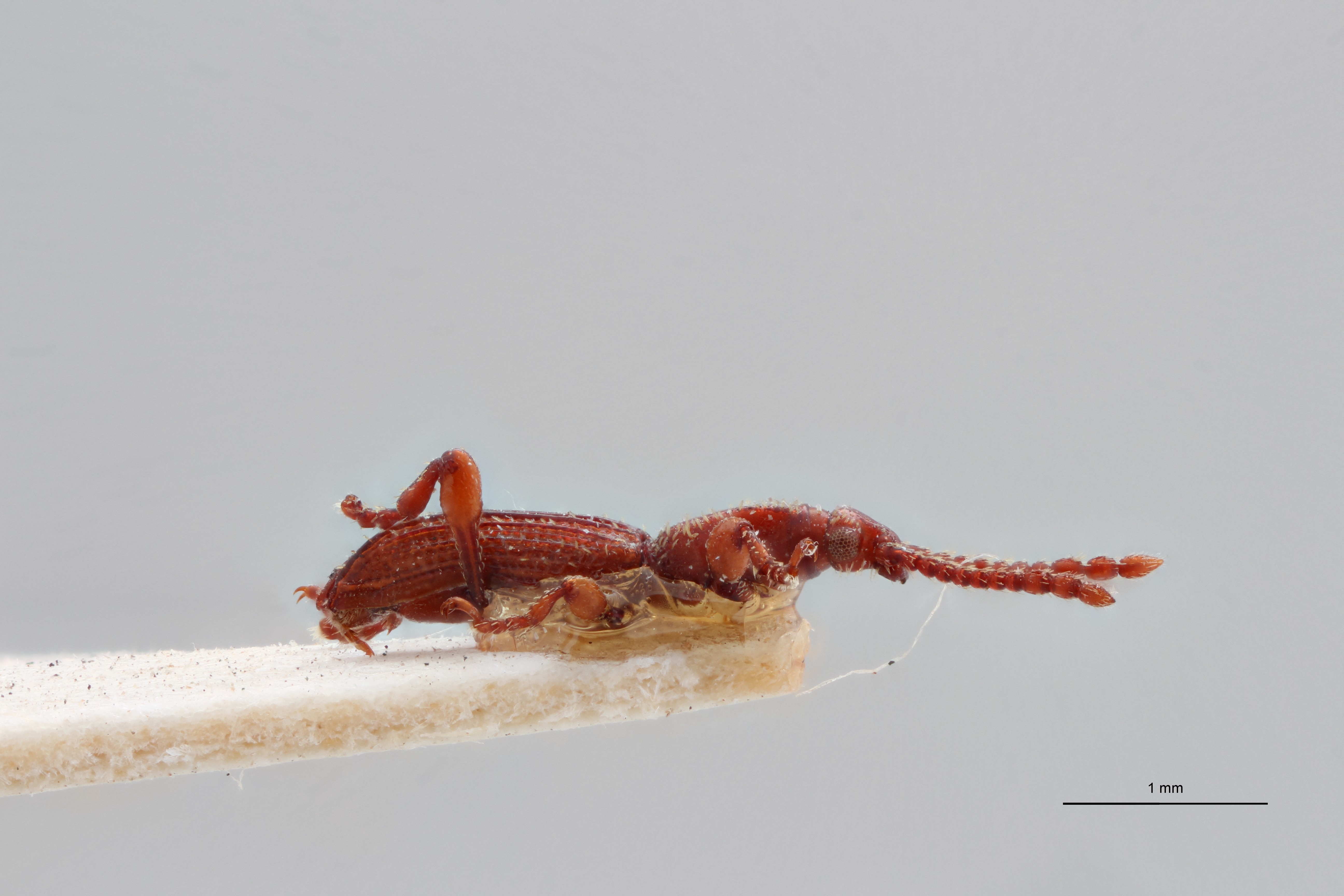 Paramicrosebus mucronatus pt L ZS PMax Scaled.jpeg