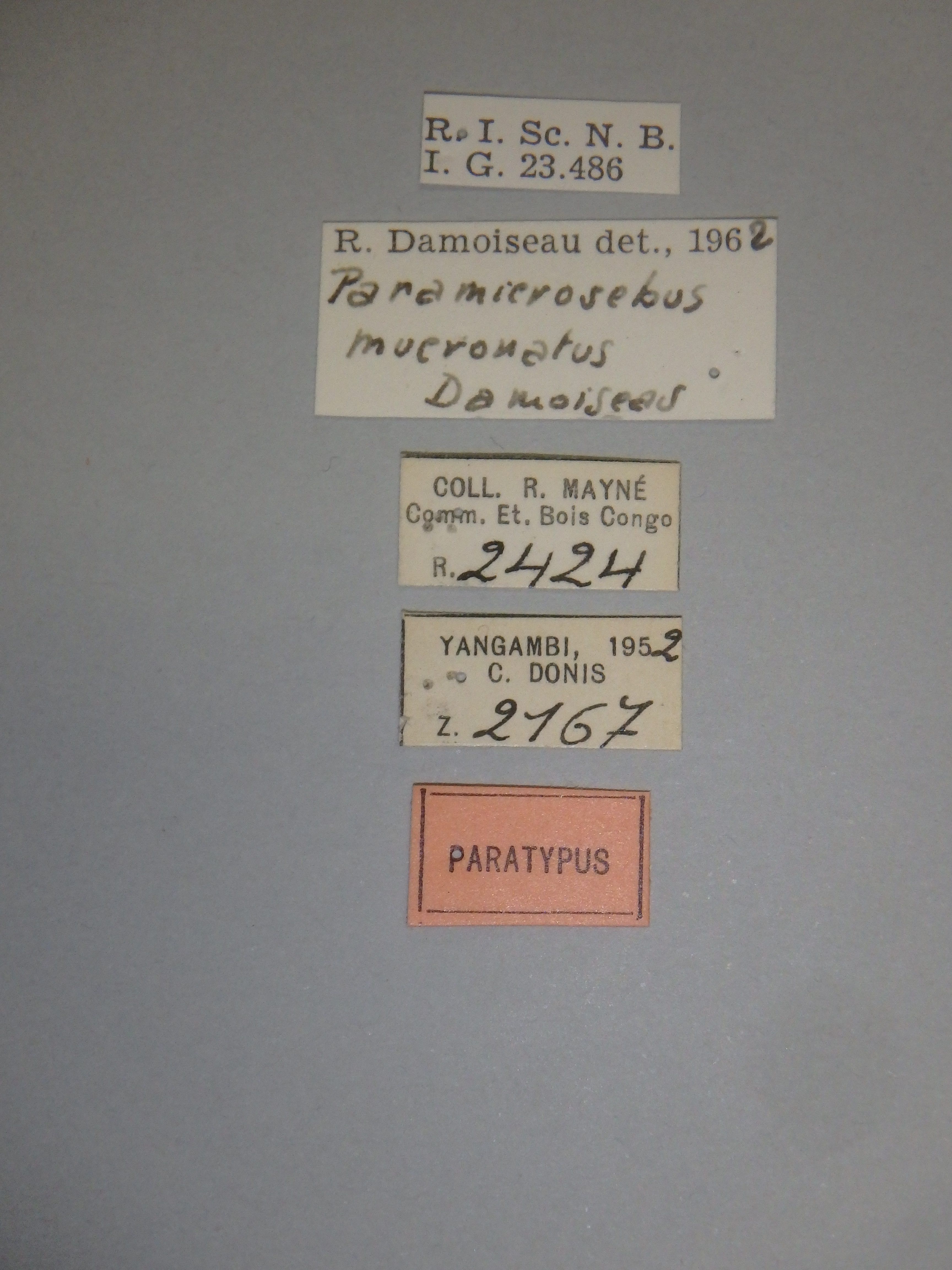 Paramicrosebus mucronatus pt Labels.jpg
