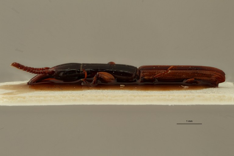 Bolbocranius (Anisognathus) transversus pt L ZS PMax.jpg