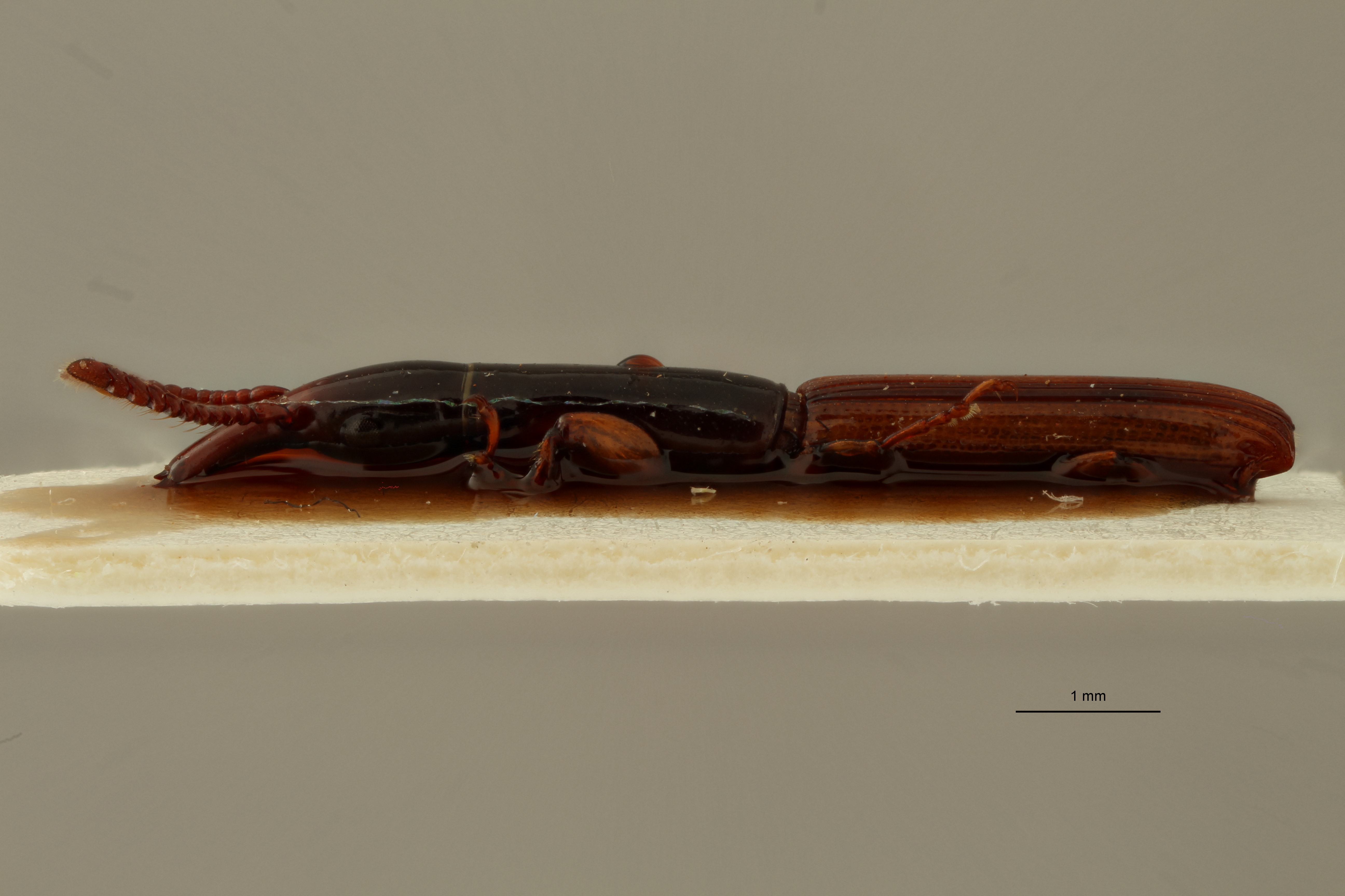 Bolbocranius (Anisognathus) transversus pt L ZS PMax.jpg