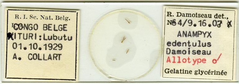Anampyx edentulus at Microscopic preparation.jpg