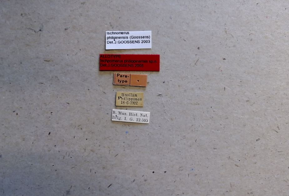 Ischnomerus philippinensis at Labels.jpg