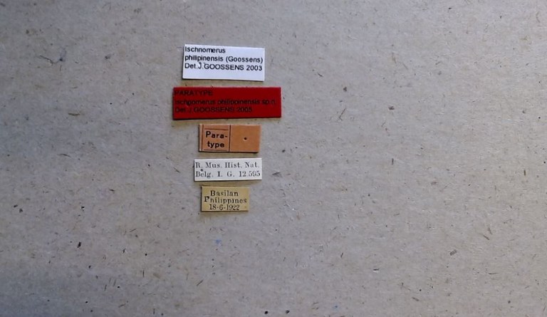 Ischnomerus philippinensis pt Labels.jpg