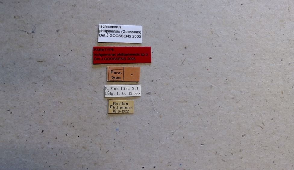 Ischnomerus philippinensis pt Labels.jpg