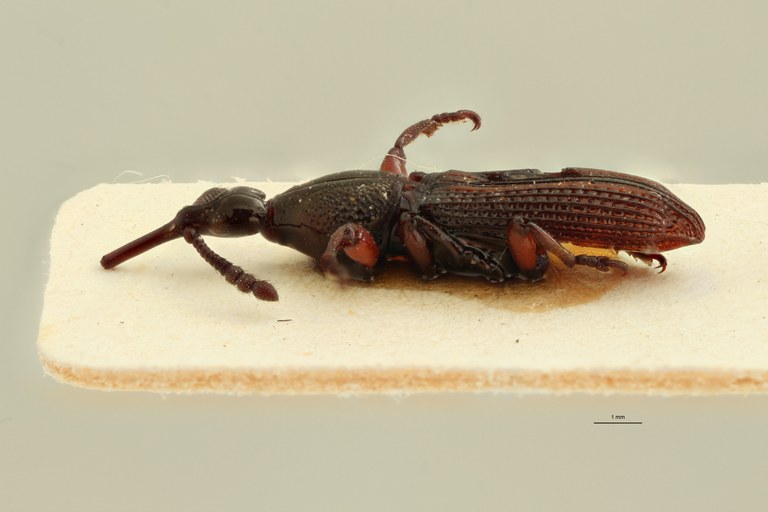Miolispa novaeguineensis at L ZS PMax.jpg